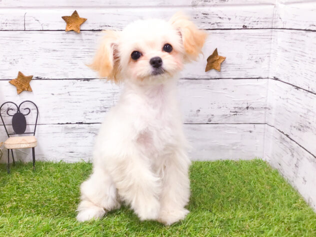 愛知県のハーフ犬・ミックス犬 (アミーゴ知立店/2025年11月22日生まれ/女の子/クリーム)の子犬の1枚目の画像