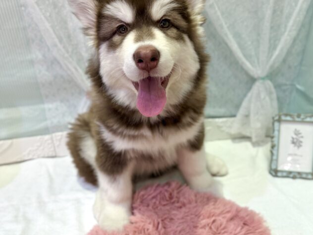 福島県のアラスカンマラミュート (アミーゴ本宮店/2026年1月13日生まれ/女の子/09 ブラウン系)の子犬