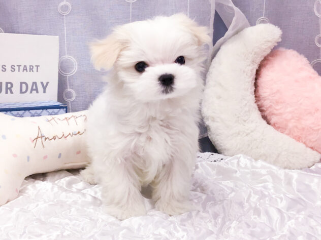 愛知県のマルチーズ (アミーゴ知立店/2026年1月2日生まれ/女の子/ホワイト)の子犬の1枚目の画像