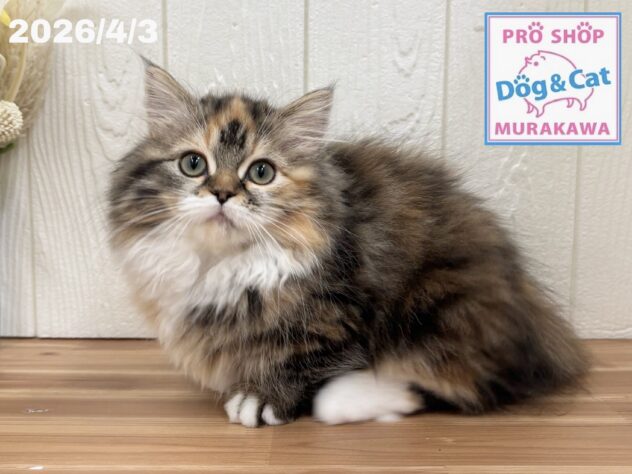 広島県のミヌエット (アミーゴ大町店/2025年12月18日生まれ/女の子/ブラウンパッチドタビーホワイト)の子猫の1枚目の画像