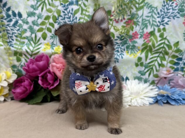 山形県のハーフ犬・ミックス犬 (アミーゴ酒田店/2026年1月25日生まれ/男の子/オレンジ)の子犬