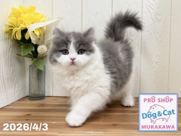 広島県のブリティッシュロングヘアー (アミーゴ大町店/2026年1月12日生まれ/女の子/ブルーホワイト)の子猫