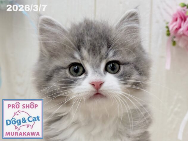 広島県のサイベリアン (アミーゴ大町店/2026年1月8日生まれ/男の子/ブルーマッカレルタビーホワイト)の子猫