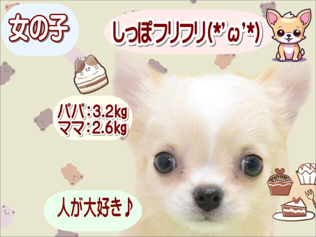 大阪府のチワワ(ロング) (アミーゴ鳳店/2026年1月3日生まれ/女の子/クリームホワイト)の子犬の1枚目の画像