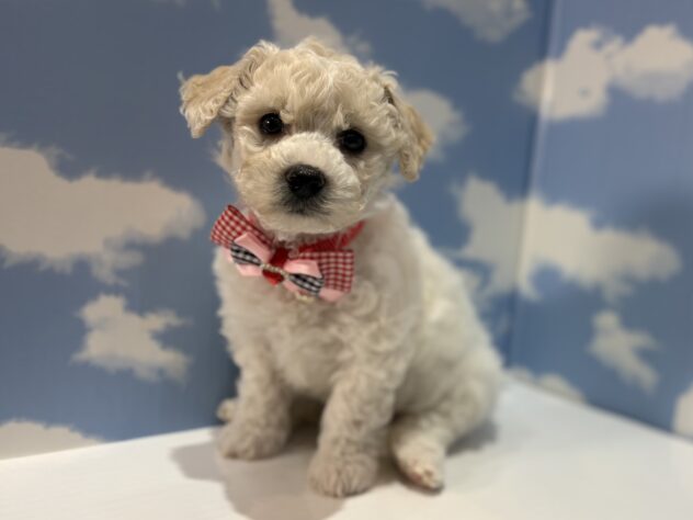 山形県のビションフリーゼ (アミーゴ山形南店/2026年1月25日生まれ/女の子/ホワイト)の子犬の2枚目の画像