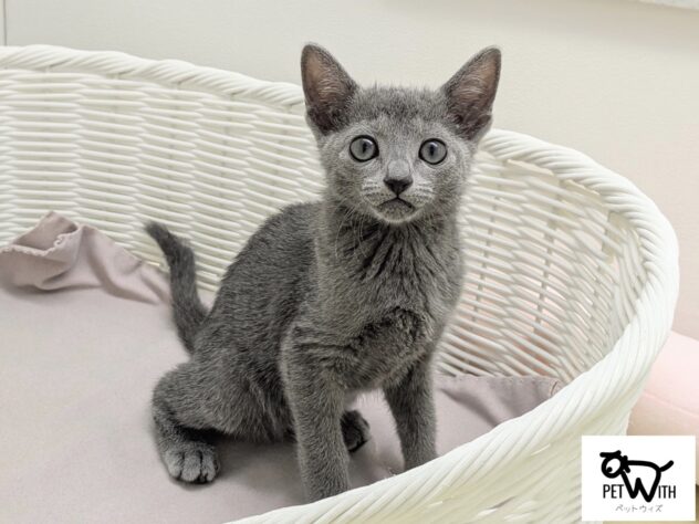 福島県のロシアンブルー (アミーゴ会津若松店/2025年12月25日生まれ/女の子/07 ブルー系)の子猫