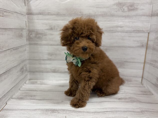 福島県のトイプードル(トイ) (アミーゴ小名浜店/2025年12月31日生まれ/男の子/レッド)の子犬