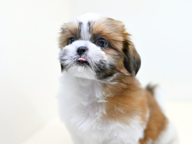 岡山県のシーズー (アミーゴ大安寺店/2025年12月30日生まれ/女の子/ゴールドホワイト)の子犬の3枚目の画像