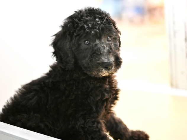 岡山県のスタンダードプードル (アミーゴ大安寺店/2026年1月27日生まれ/男の子/シルバー)の子犬の2枚目の画像