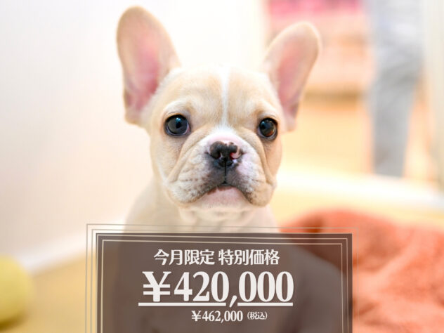 岡山県のフレンチブルドッグ (アミーゴ大安寺店/2026年1月17日生まれ/女の子/クリーム)の子犬の1枚目の画像