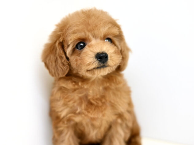 岡山県のトイプードル(トイ) (アミーゴ大安寺店/2025年12月24日生まれ/女の子/レッドフォーン)の子犬の2枚目の画像