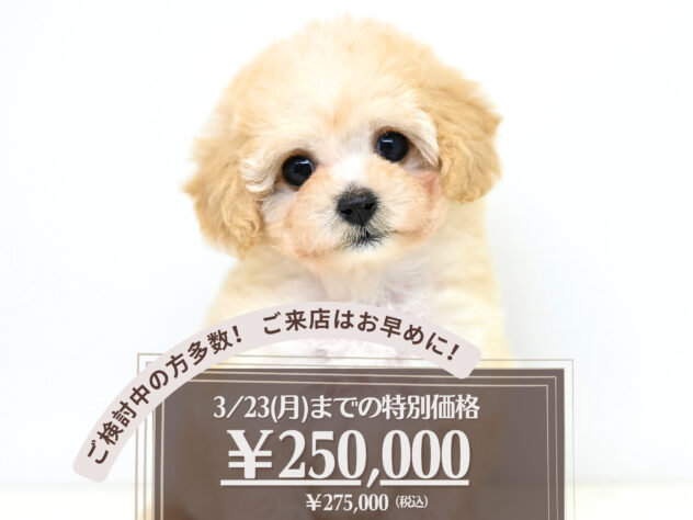 岡山県のハーフ犬・ミックス犬 (アミーゴ大安寺店/2026年1月4日生まれ/女の子/クリーム)の子犬の1枚目の画像