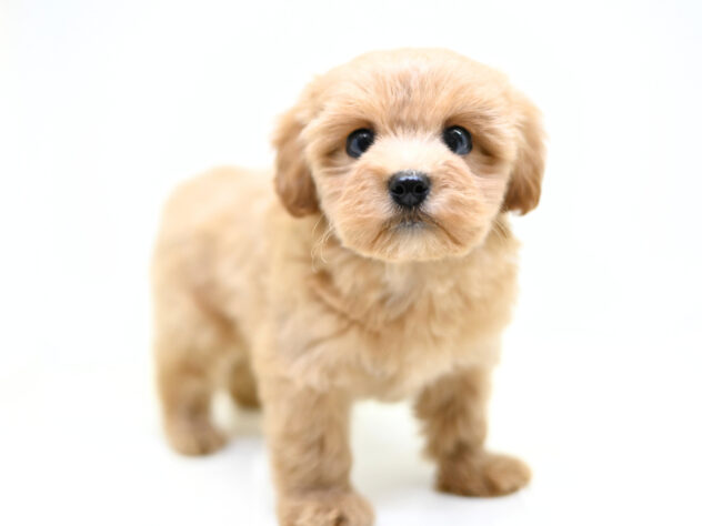 岡山県のハーフ犬・ミックス犬 (アミーゴ大安寺店/2026年1月19日生まれ/女の子/アプリコット)の子犬の3枚目の画像