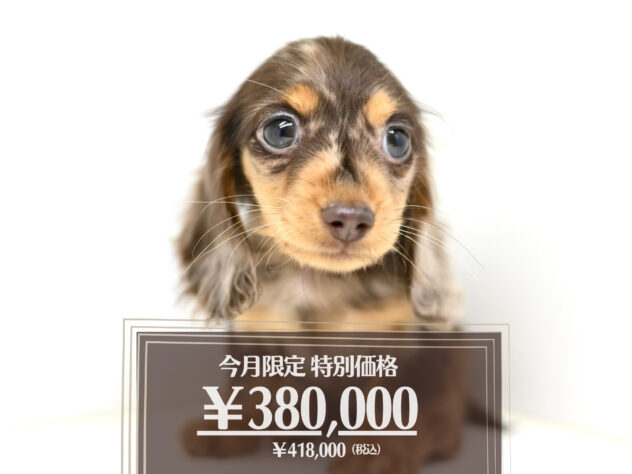 岡山県のカニンヘンダックスフンド(ロング) (アミーゴ大安寺店/2026年1月3日生まれ/女の子/チョコレートダップル)の子犬