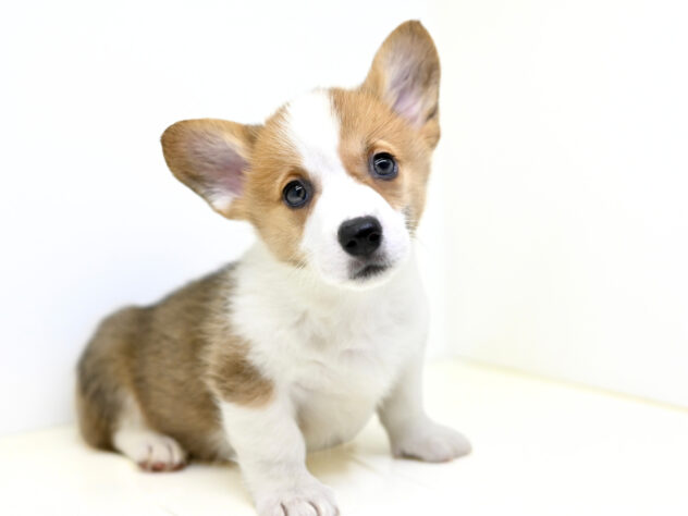 岡山県のウェルシュコーギーペンブローク (アミーゴ大安寺店/2026年1月25日生まれ/女の子/レッドホワイト)の子犬の4枚目の画像