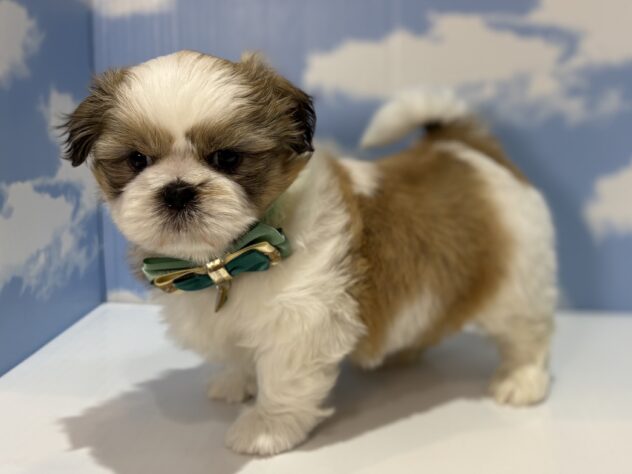 山形県のシーズー (アミーゴ山形南店/2026年1月27日生まれ/男の子/ホワイトゴールド)の子犬の2枚目の画像