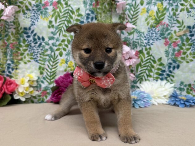 山形県の柴犬(標準サイズ) (アミーゴ酒田店/2026年1月6日生まれ/女の子/02 レッド系)の子犬