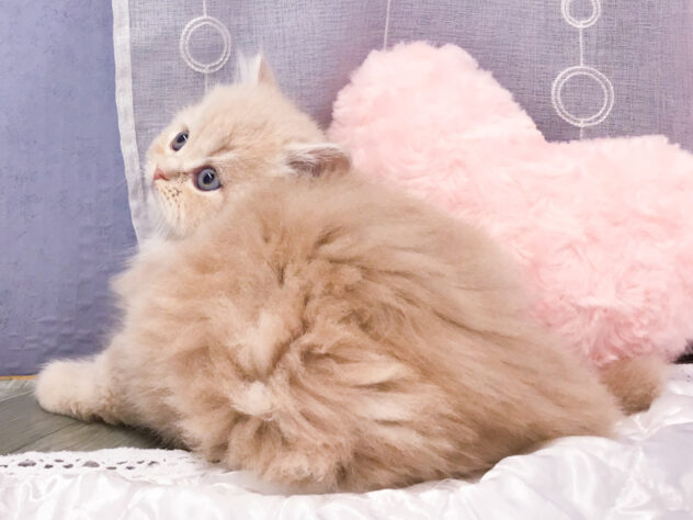 愛知県のスコティッシュフォールド (アミーゴ知立店/2026年1月11日生まれ/女の子/クリームタビーホワイト)の子猫の2枚目の画像