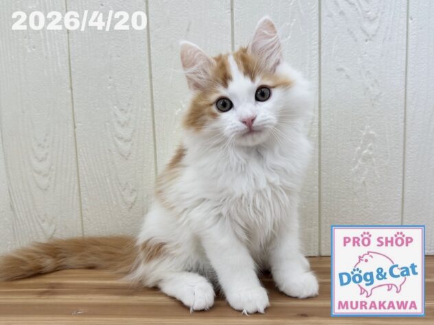 広島県のサイベリアン (アミーゴ大町店/2026年1月24日生まれ/男の子/レッドタビーホワイト)の子猫の1枚目の画像