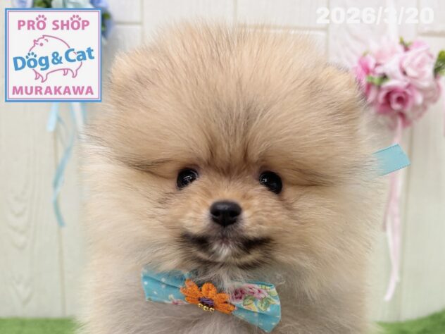 広島県のポメラニアン (アミーゴ大町店/2026年1月13日生まれ/男の子/オレンジ)の子犬