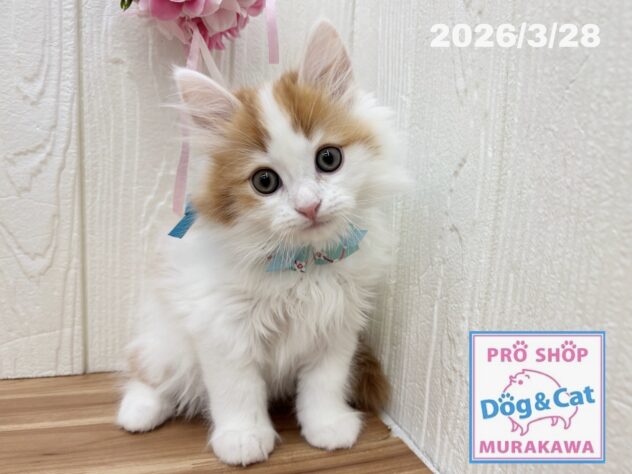 広島県のサイベリアン (アミーゴ大町店/2026年1月24日生まれ/男の子/レッドタビーホワイト)の子猫の2枚目の画像