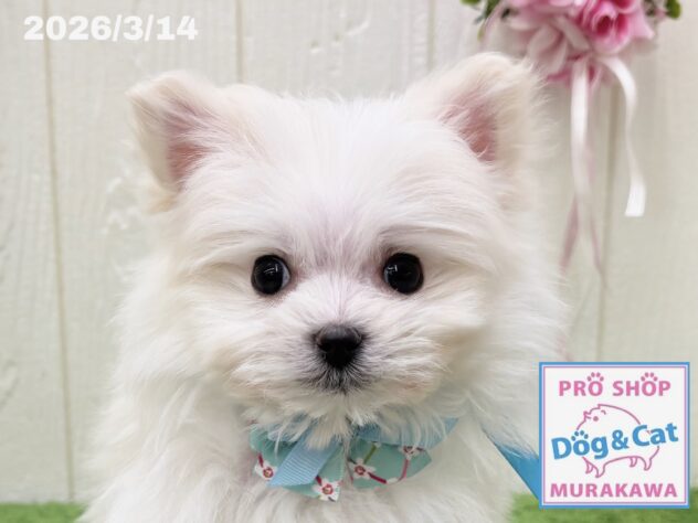 広島県のハーフ犬・ミックス犬 (アミーゴ大町店/2026年1月15日生まれ/男の子/クリーム)の子犬