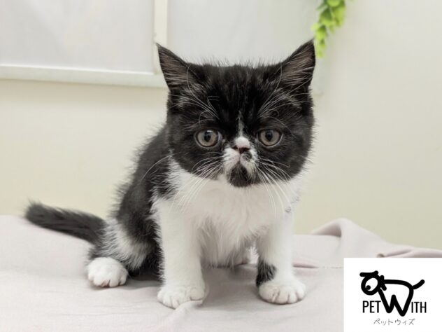 福島県のエキゾチックショートヘアー (アミーゴ会津若松店/2026年1月15日生まれ/男の子/ブラックホワイト)の子猫の1枚目の画像