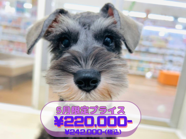 岡山県のミニチュアシュナウザー (アミーゴ水島店/2025年12月29日生まれ/女の子/ソルトペッパー)の子犬の1枚目の画像