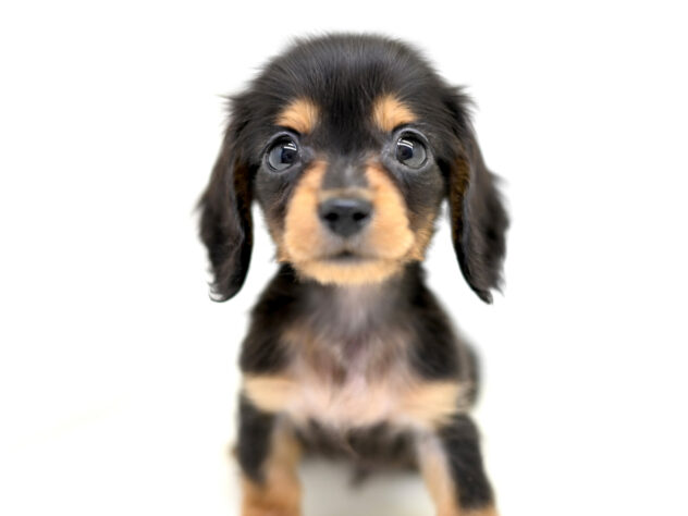 岡山県のミニチュアダックスフンド(ロング) (アミーゴ大安寺店/2026年1月18日生まれ/男の子/ブラックタン)の子犬の1枚目の画像