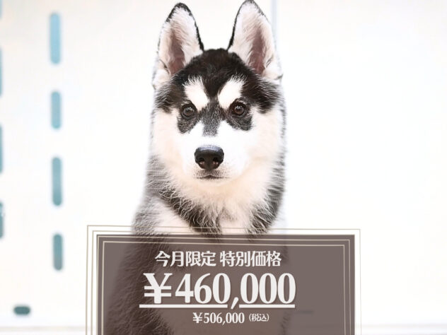 岡山県のシベリアンハスキー (アミーゴ大安寺店/2025年11月9日生まれ/女の子/ブラックホワイト)の子犬の1枚目の画像