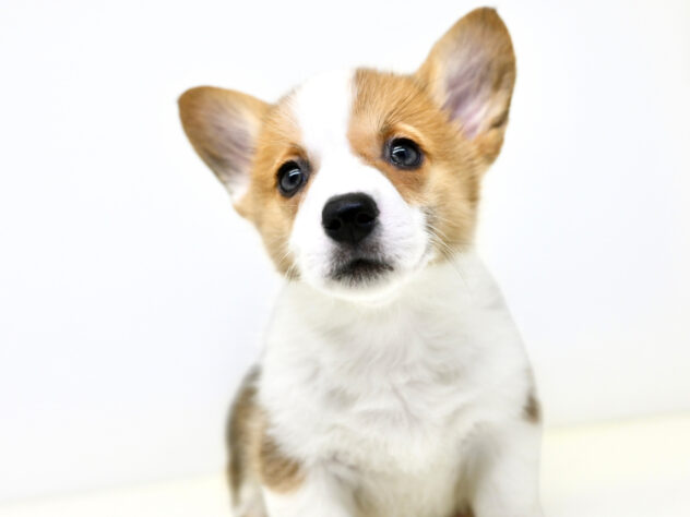 岡山県のウェルシュコーギーペンブローク (アミーゴ大安寺店/2026年1月25日生まれ/女の子/レッドホワイト)の子犬の3枚目の画像