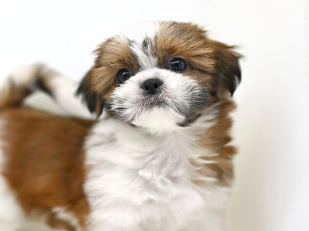 岡山県のシーズー (アミーゴ大安寺店/2025年12月30日生まれ/女の子/ゴールドホワイト)の子犬の1枚目の画像