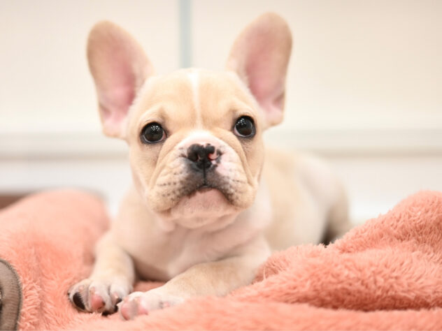 岡山県のフレンチブルドッグ (アミーゴ大安寺店/2026年1月17日生まれ/女の子/クリーム)の子犬の2枚目の画像