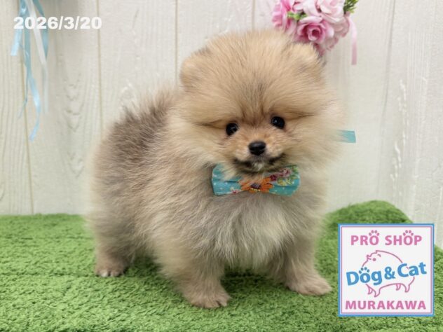 広島県のポメラニアン (アミーゴ大町店/2026年1月13日生まれ/男の子/オレンジ)の子犬の2枚目の画像