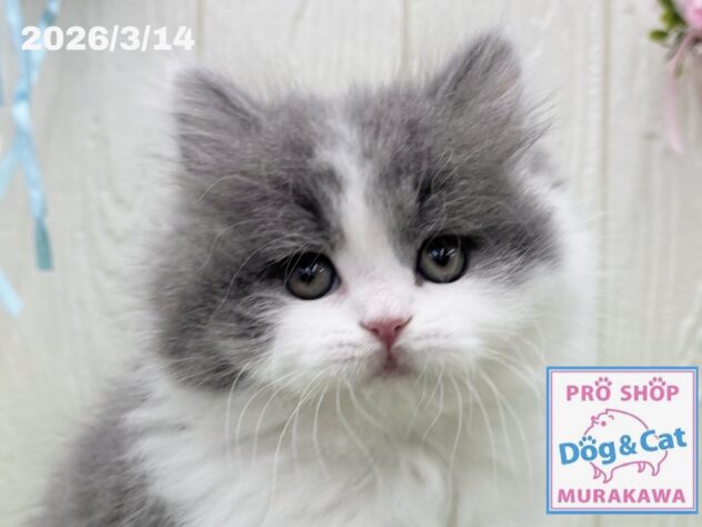 広島県のブリティッシュロングヘアー (アミーゴ大町店/2026年1月12日生まれ/女の子/ブルーホワイト)の子猫の1枚目の画像