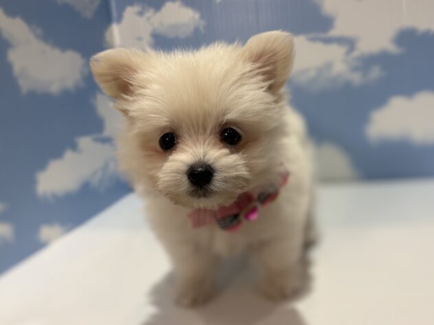 山形県のハーフ犬・ミックス犬 (アミーゴ山形南店/2026年1月5日生まれ/女の子/クリーム)の子犬の1枚目の画像