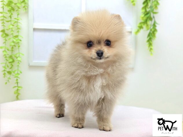 福島県のポメラニアン (アミーゴ会津若松店/2026年1月7日生まれ/男の子/オレンジ)の子犬
