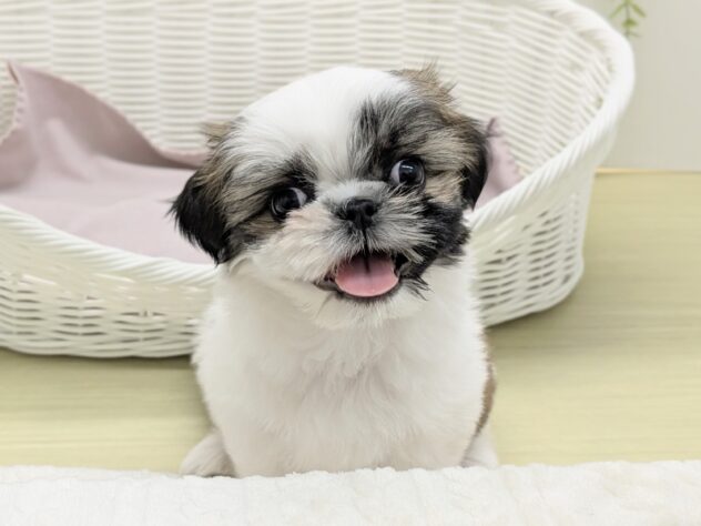 福島県のシーズー (アミーゴ会津若松店/2026年1月2日生まれ/女の子/ゴールドホワイト)の子犬の2枚目の画像