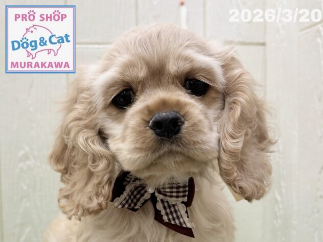 広島県のアメリカンコッカースパニエル (アミーゴ大町店/2026年1月16日生まれ/女の子/バフ)の子犬