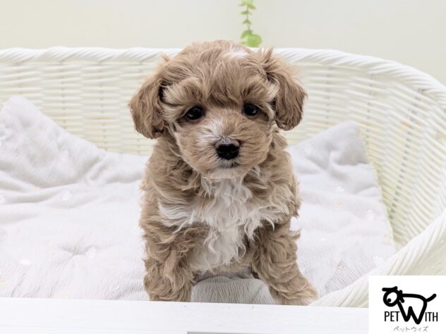 福島県のハーフ犬・ミックス犬 (アミーゴ会津若松店/2026年12月20日生まれ/女の子/アプリコット)の子犬