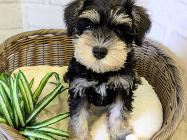 秋田県のミニチュアシュナウザー (アミーゴ秋田茨島店/2026年1月2日生まれ/男の子/ブラックシルバー)の子犬