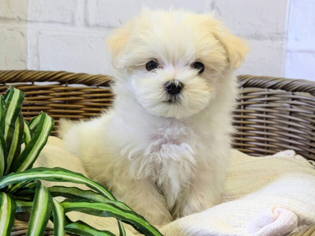 秋田県のミニチュアダックスフンド(ロング) (アミーゴ秋田茨島店/2026年1月2日生まれ/男の子/ホワイト)の子犬