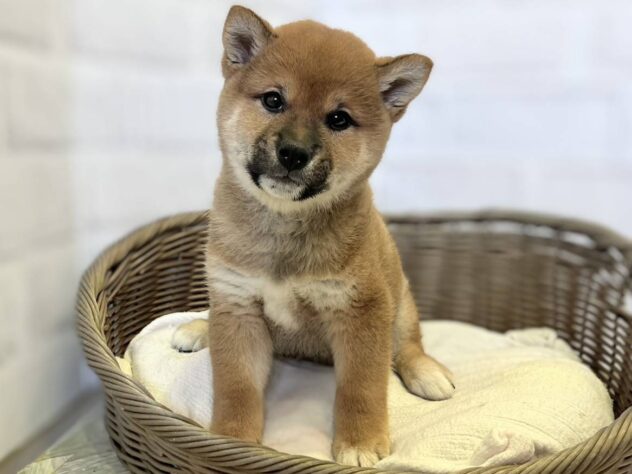 秋田県の柴犬(標準サイズ) (アミーゴ秋田茨島店/2026年1月1日生まれ/男の子/赤)の子犬