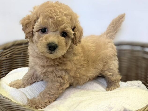 秋田県のハーフ犬・ミックス犬 (アミーゴ秋田茨島店/2026年1月6日生まれ/男の子/アプリコット)の子犬