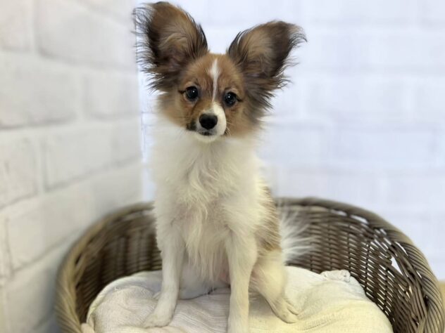 秋田県のパピヨン (アミーゴ秋田茨島店/2025年11月5日生まれ/女の子/ブラウンホワイト)の子犬