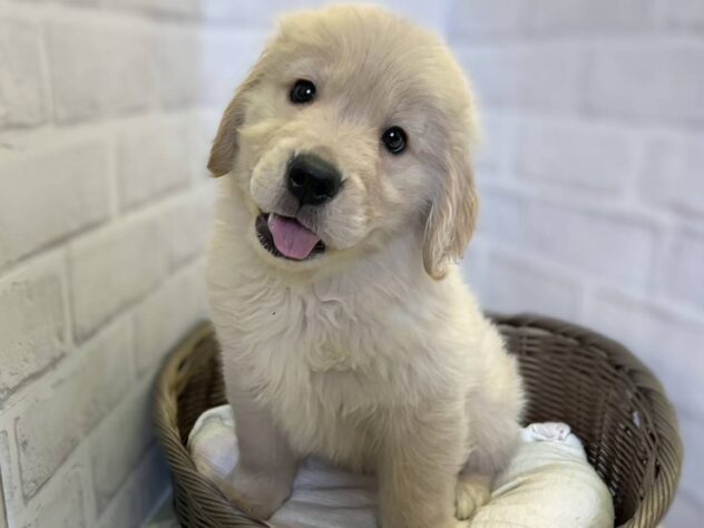 秋田県のゴールデンレトリバー (アミーゴ秋田茨島店/2026年1月9日生まれ/女の子/ゴールデン)の子犬の1枚目の画像