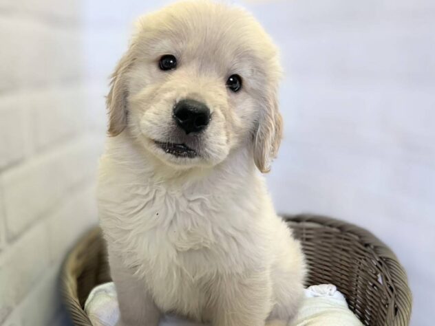 秋田県のゴールデンレトリバー (アミーゴ秋田茨島店/2026年1月9日生まれ/女の子/ゴールデン)の子犬の2枚目の画像