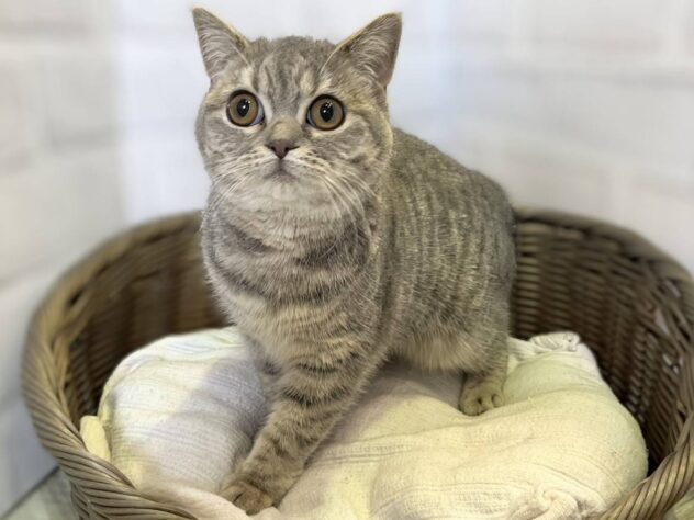 秋田県のブリティッシュショートヘアー (アミーゴ秋田茨島店/2025年9月18日生まれ/女の子/ブルータビー)の子猫