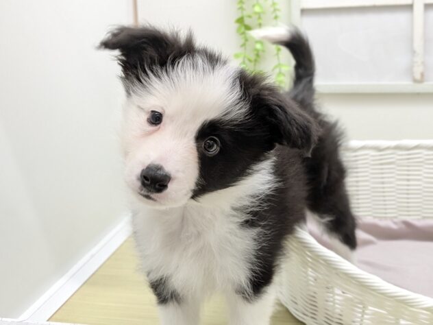 福島県のボーダーコリー (アミーゴ会津若松店/2026年1月10日生まれ/男の子/ブラックホワイト)の子犬の2枚目の画像