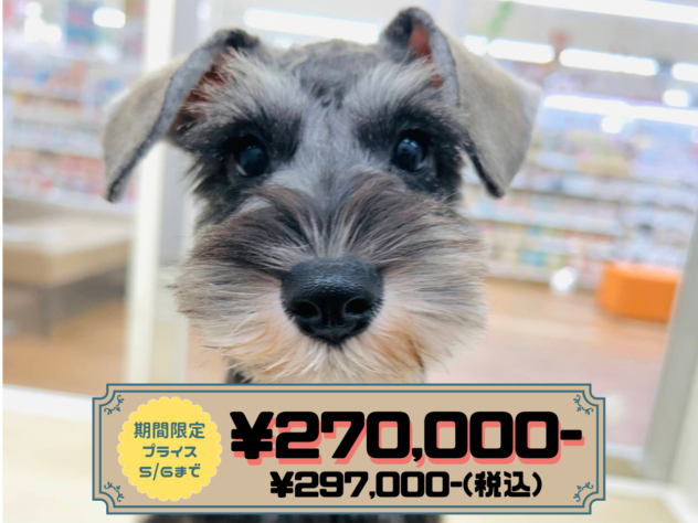 岡山県のミニチュアシュナウザー (アミーゴ水島店/2025年12月29日生まれ/女の子/ソルトペッパー)の子犬の1枚目の画像